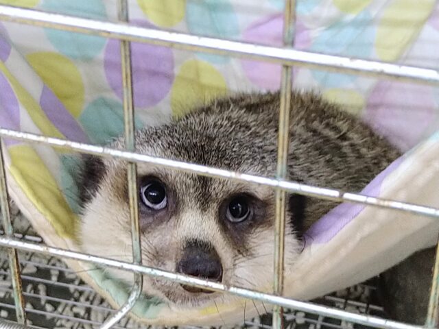 ミーアキャット