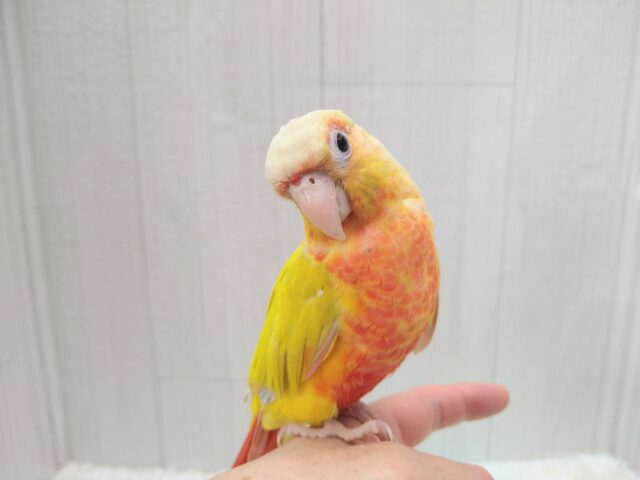 ホオミドリウロコインコ