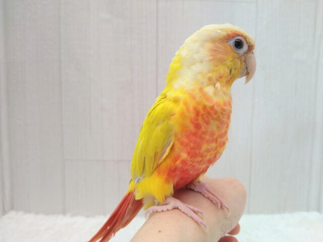 ホオミドリウロコインコ