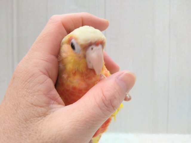 ホオミドリウロコインコ