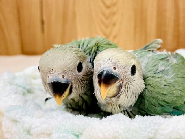 コザクラインコ（小桜インコ）