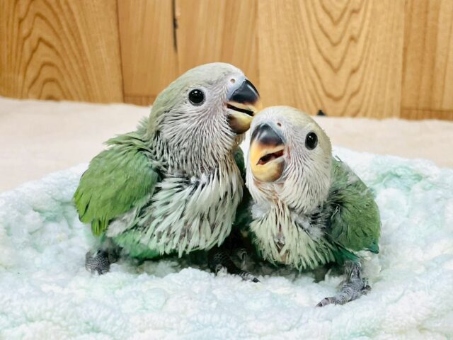 コザクラインコ（小桜インコ）