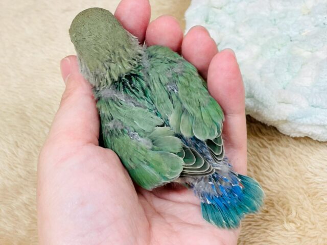 コザクラインコ（小桜インコ）