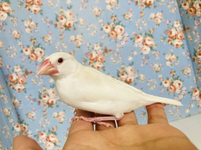 アルビノ文鳥
