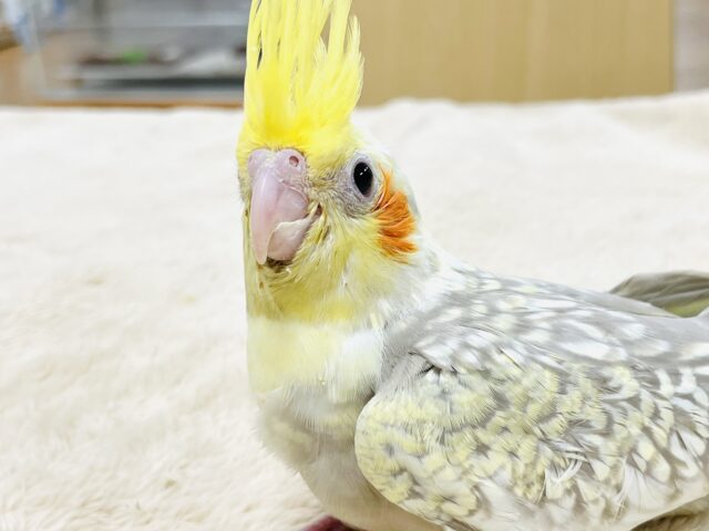 オカメインコ