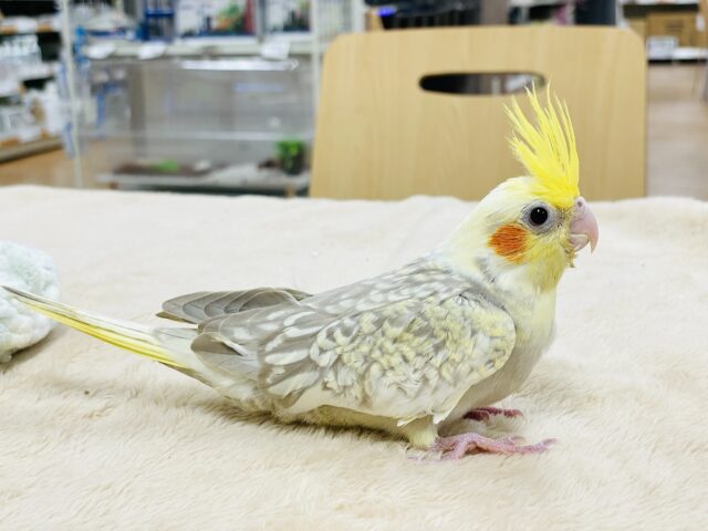 オカメインコ