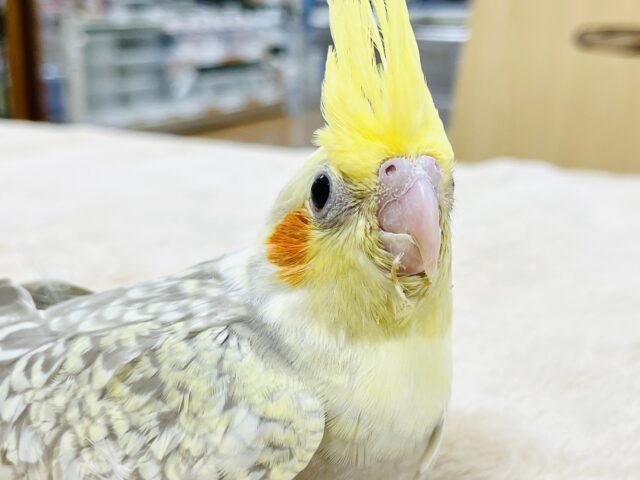 オカメインコ