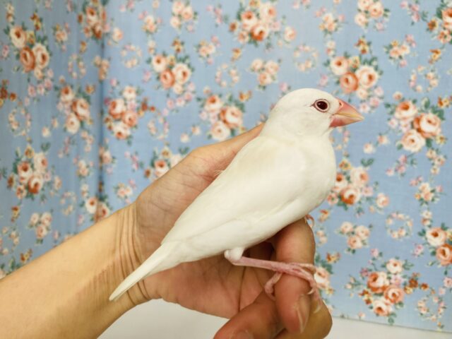 アルビノ文鳥