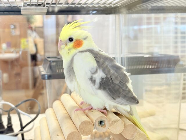 オカメインコ