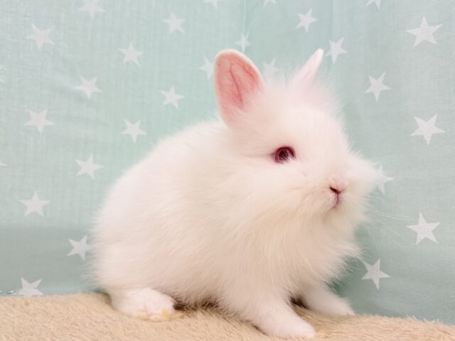 ライオンラビット