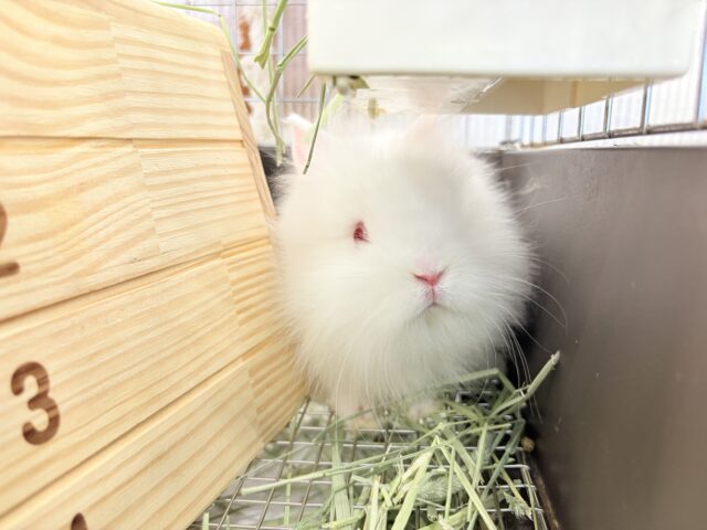 ライオンラビット