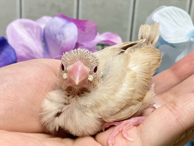 シナモン文鳥