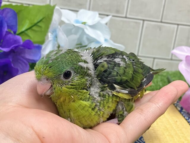 サザナミインコ