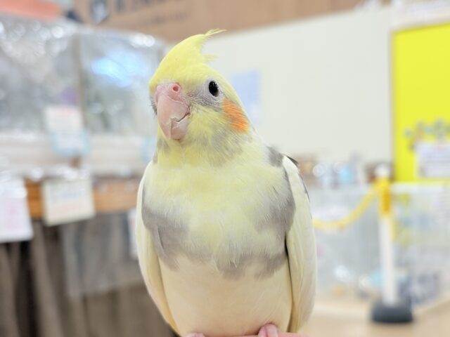 オカメインコ