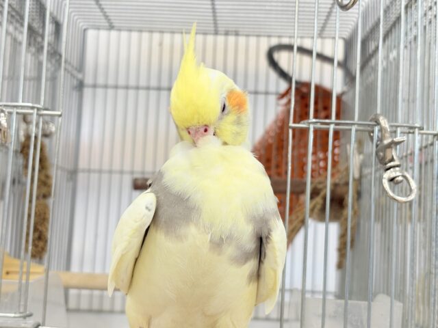オカメインコ