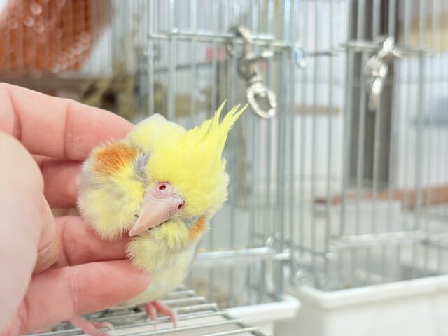 オカメインコ