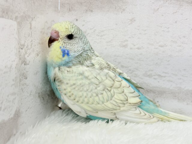 ジャンボセキセイインコ