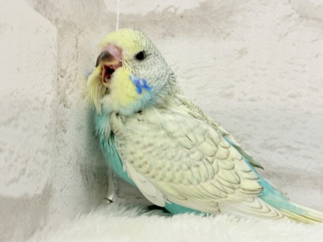 ジャンボセキセイインコ