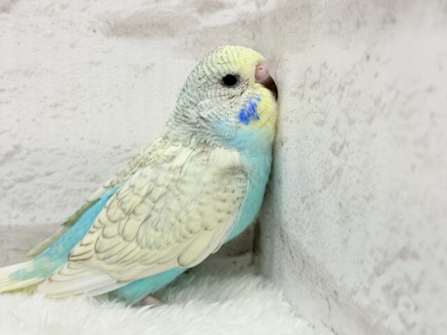 ジャンボセキセイインコ
