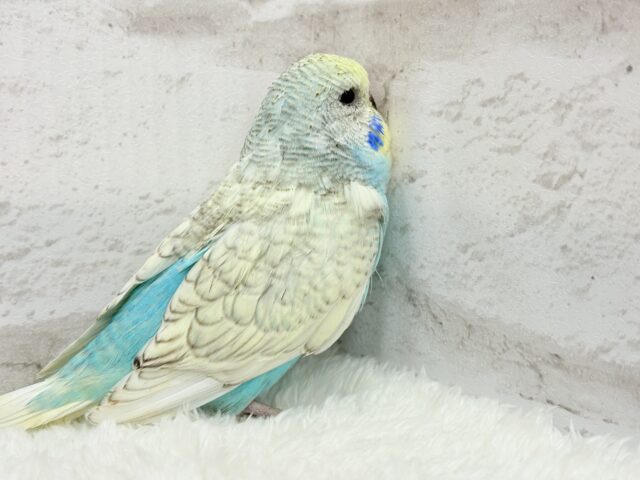 ジャンボセキセイインコ