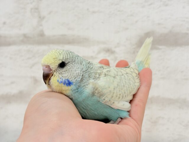 ジャンボセキセイインコ