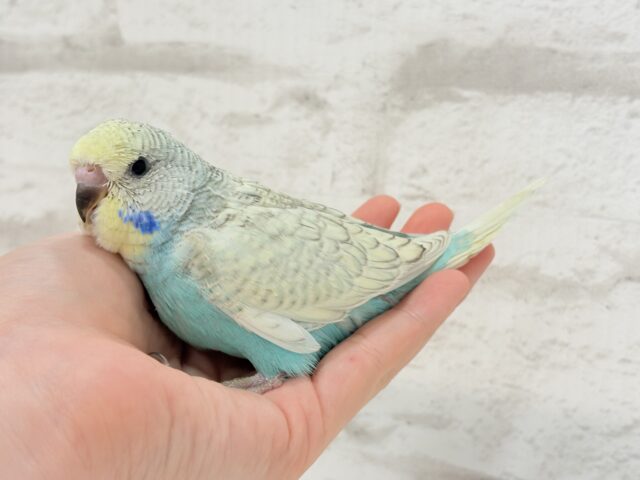 ジャンボセキセイインコ