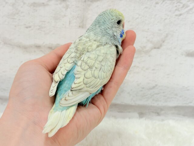 ジャンボセキセイインコ