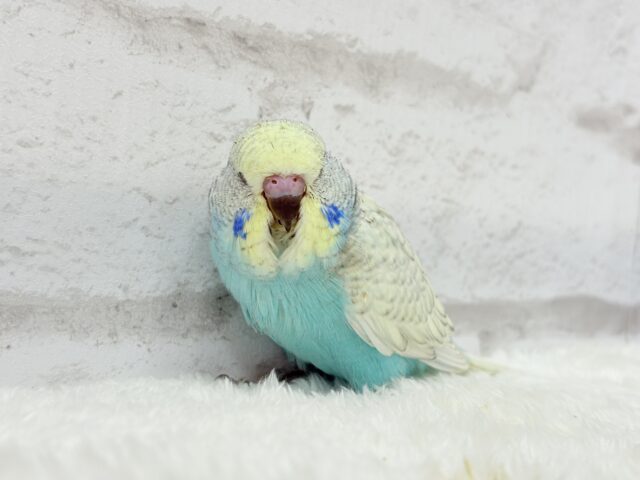 ジャンボセキセイインコ