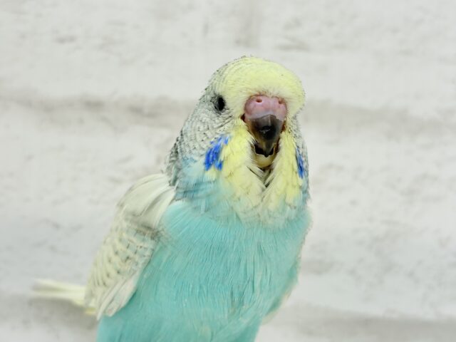 ジャンボセキセイインコ
