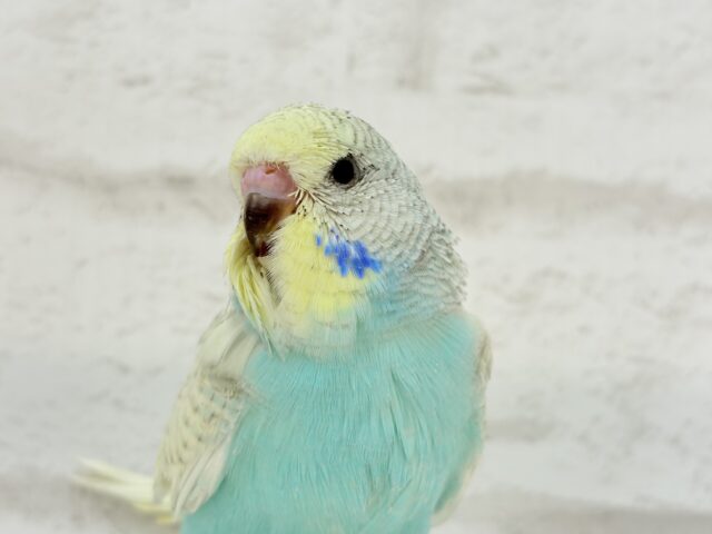 ジャンボセキセイインコ
