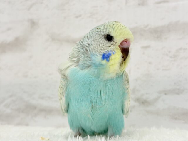 ジャンボセキセイインコ