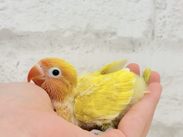 ヤマブキボタンインコ