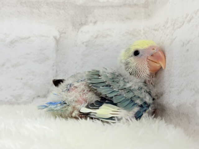 コザクラインコ（小桜インコ）