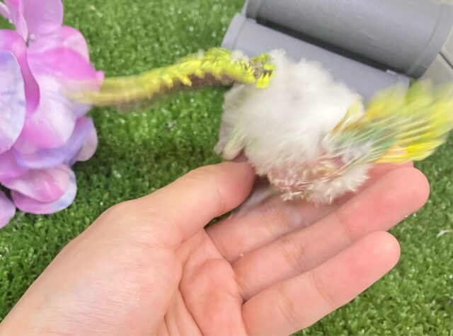 ✨最新画像✨晴々たんぽぽ🔆⟡.シュシュポッポ~🚂💨セキセイインコ(イエロースパングル/2025年5月生まれ) セキセイインコ