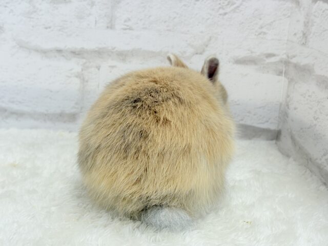 ネザーランドドワーフ