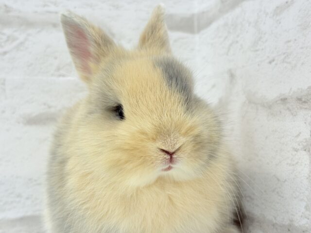 ネザーランドドワーフ