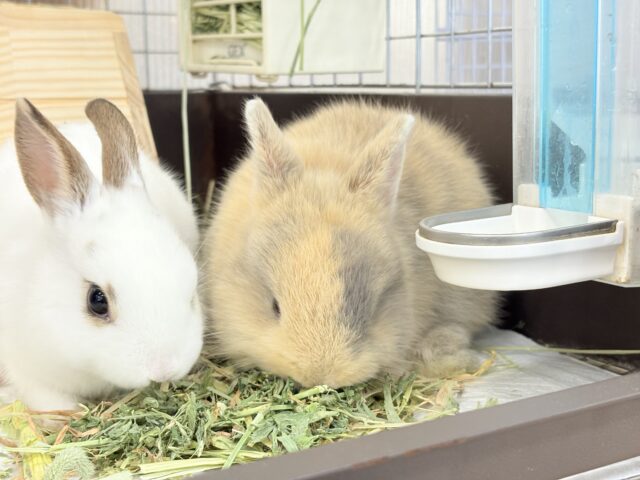 ネザーランドドワーフ