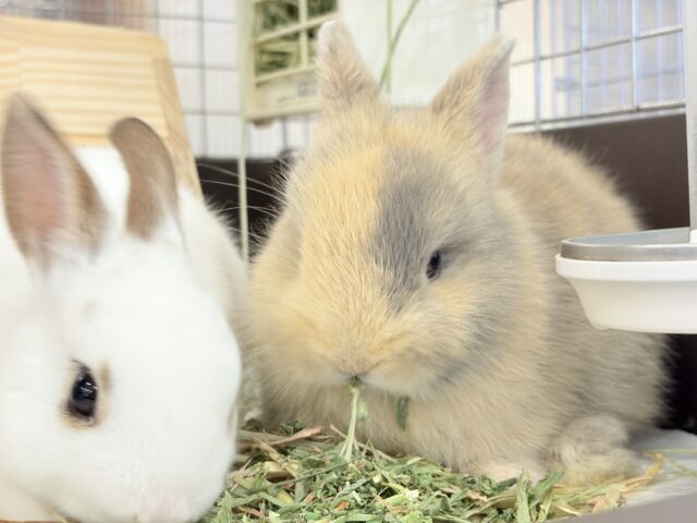 ネザーランドドワーフ