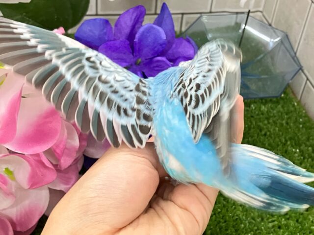 セキセイインコ