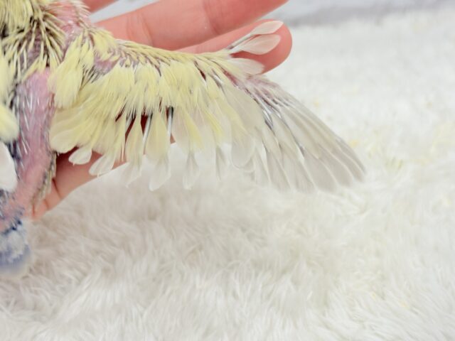 コザクラインコ（小桜インコ）