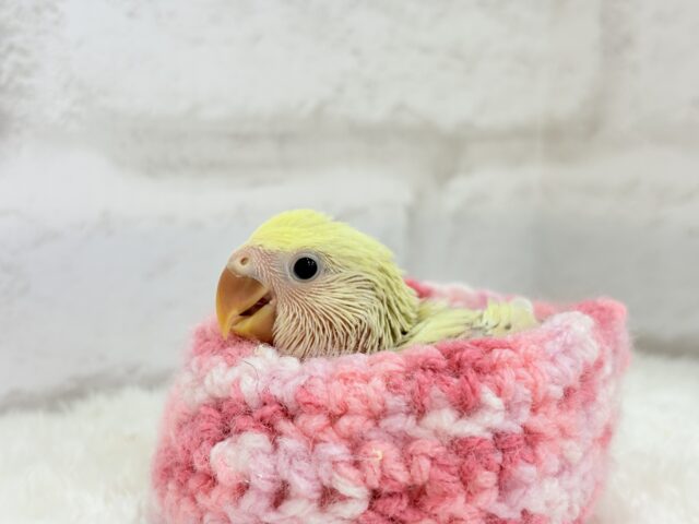 コザクラインコ（小桜インコ）