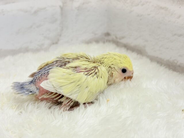 コザクラインコ（小桜インコ）