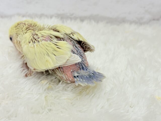 コザクラインコ（小桜インコ）