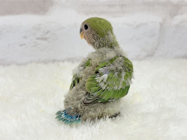 コザクラインコ（小桜インコ）