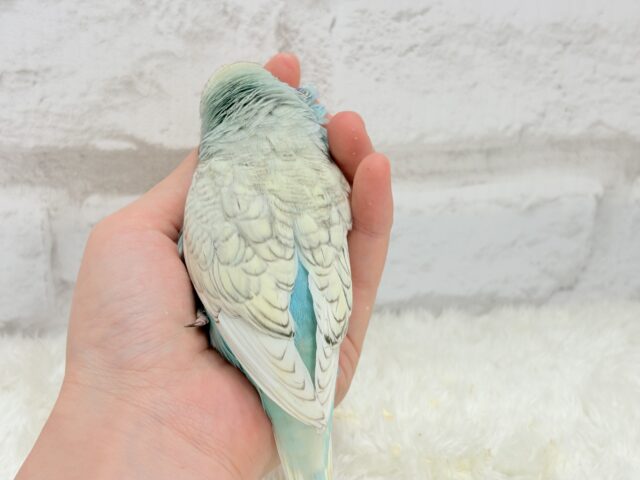 ジャンボセキセイインコ