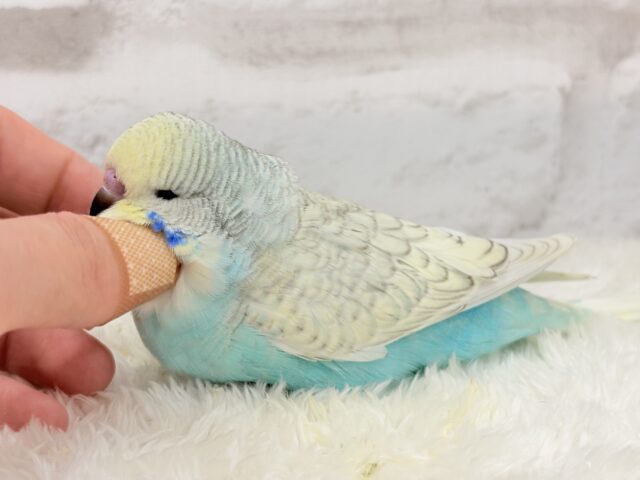 ジャンボセキセイインコ