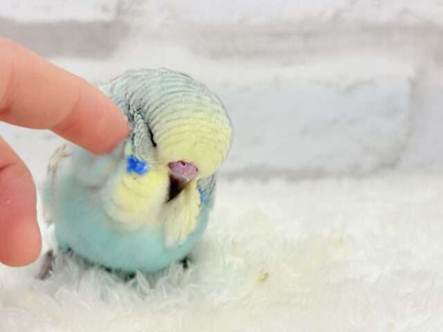 ジャンボセキセイインコ