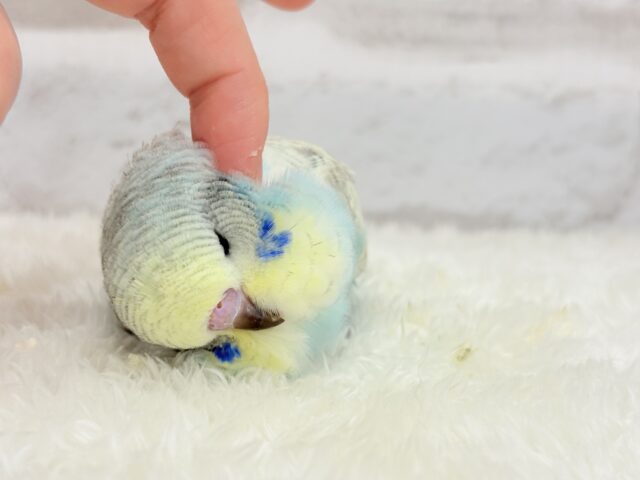 ジャンボセキセイインコ