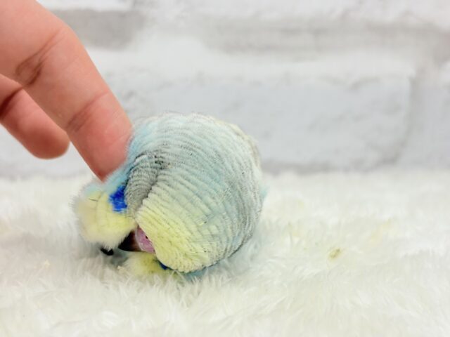 ジャンボセキセイインコ