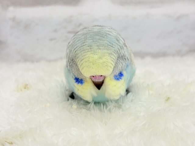 ジャンボセキセイインコ